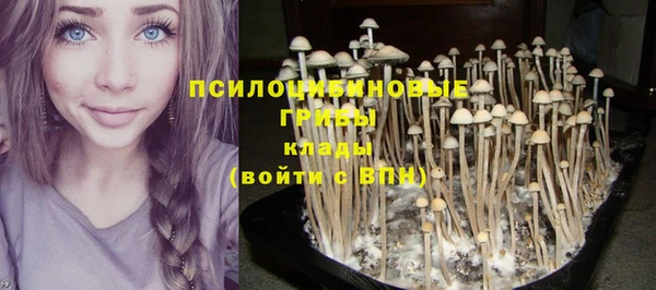 индика Белокуриха